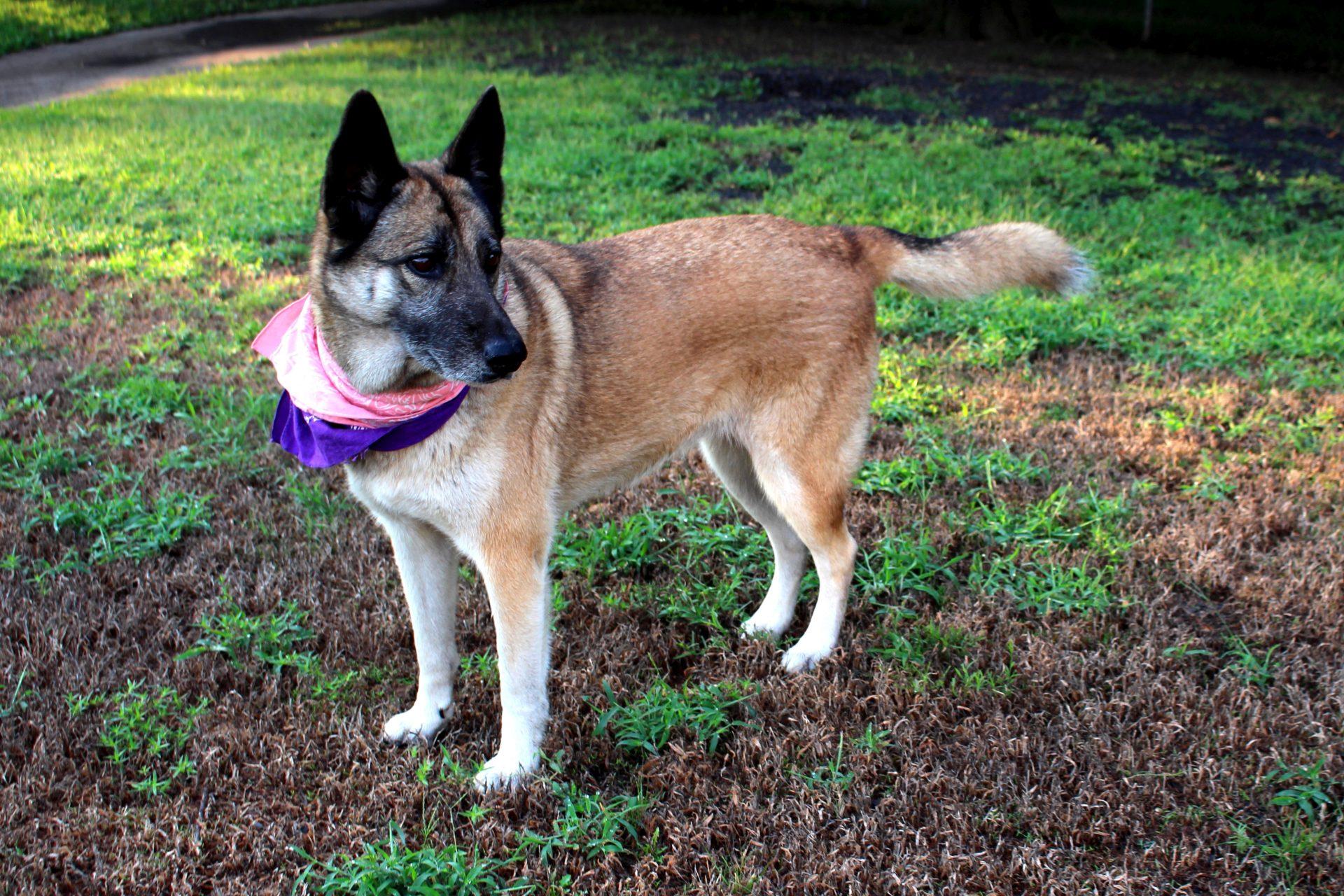 Fiona, a Adopted mixed breed in Muldrow, OK image 6/6
