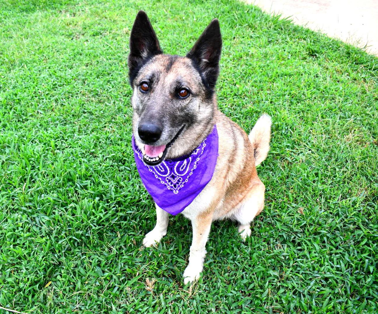 Fiona, Adopted, Adult Female Shepherd & Husky.