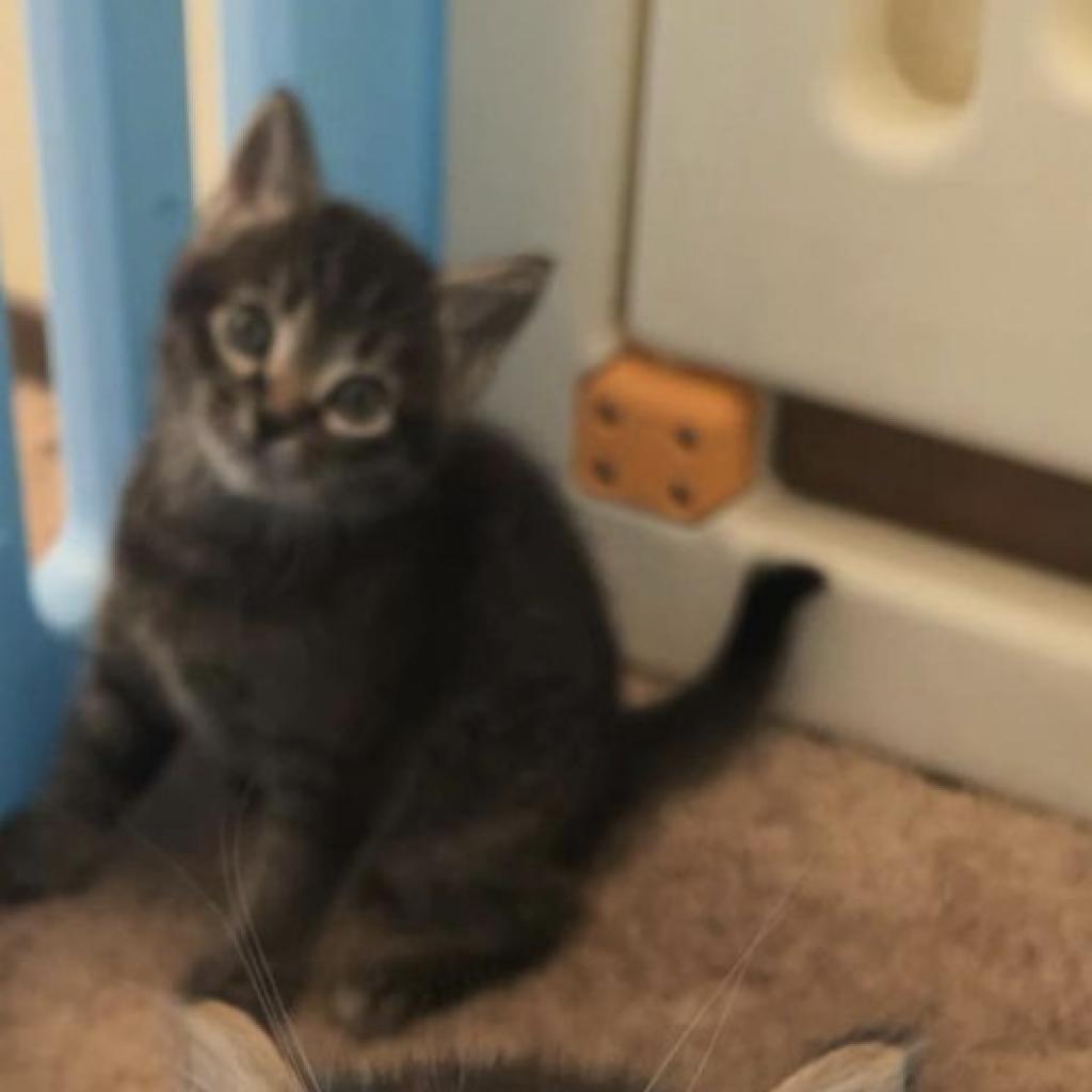 Enlarge Posie, a Adoptable Domestic Short Hair in Garden Grove, CA image 1/4