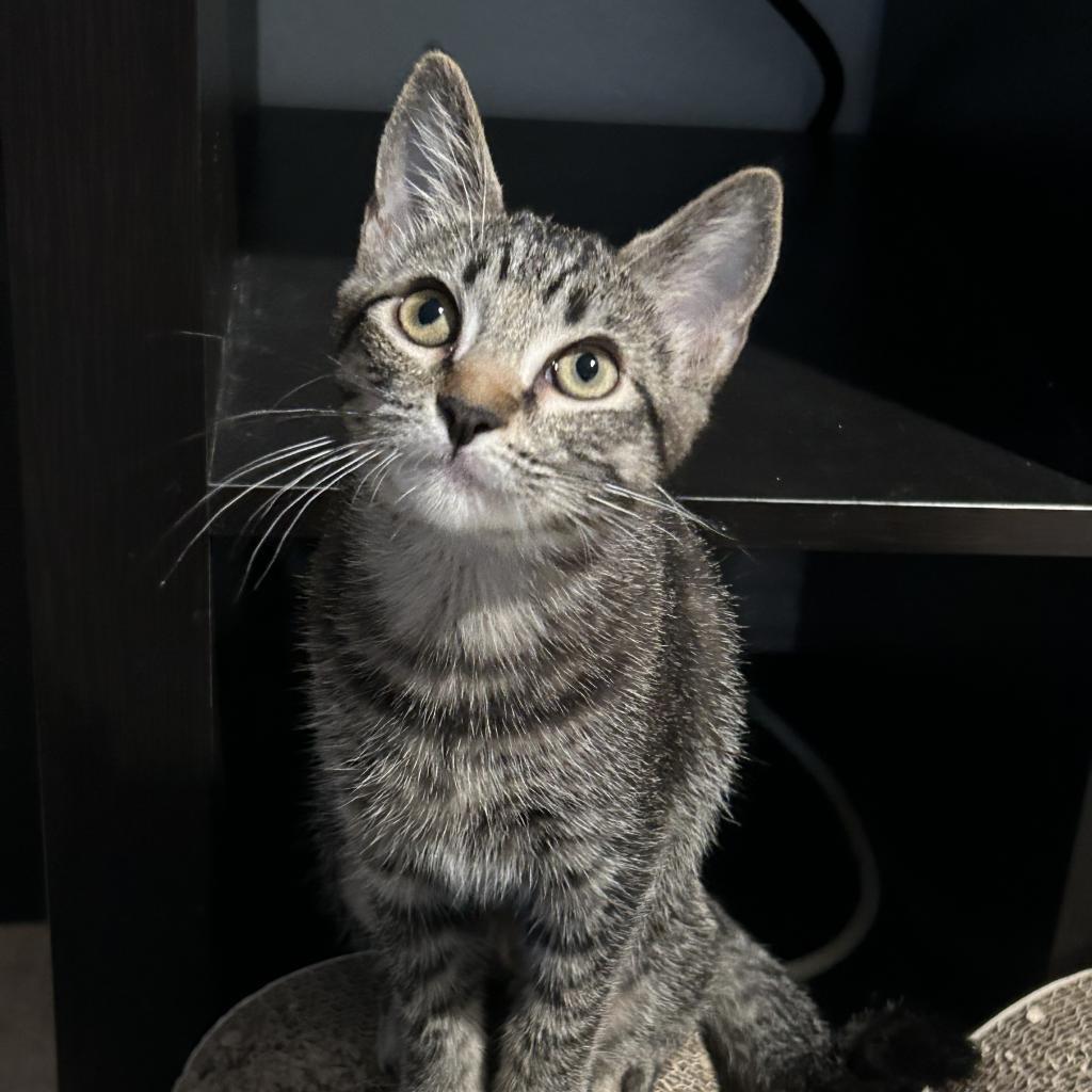 Enlarge Posie, a Adoptable Domestic Short Hair in Garden Grove, CA image 2/4