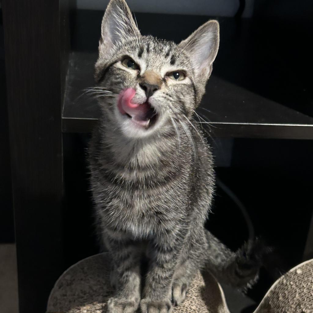 Enlarge Posie, a Adoptable Domestic Short Hair in Garden Grove, CA image 3/4