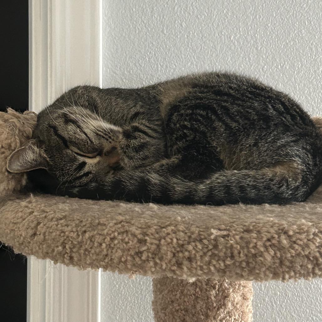 Enlarge Posie, a Adoptable Domestic Short Hair in Garden Grove, CA image 4/4