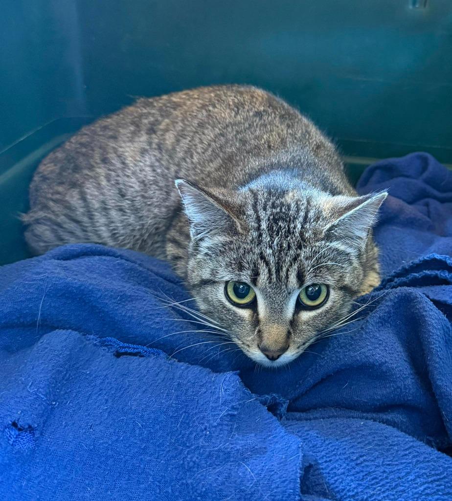 Iris, Adoptable, Young Female Tabby.