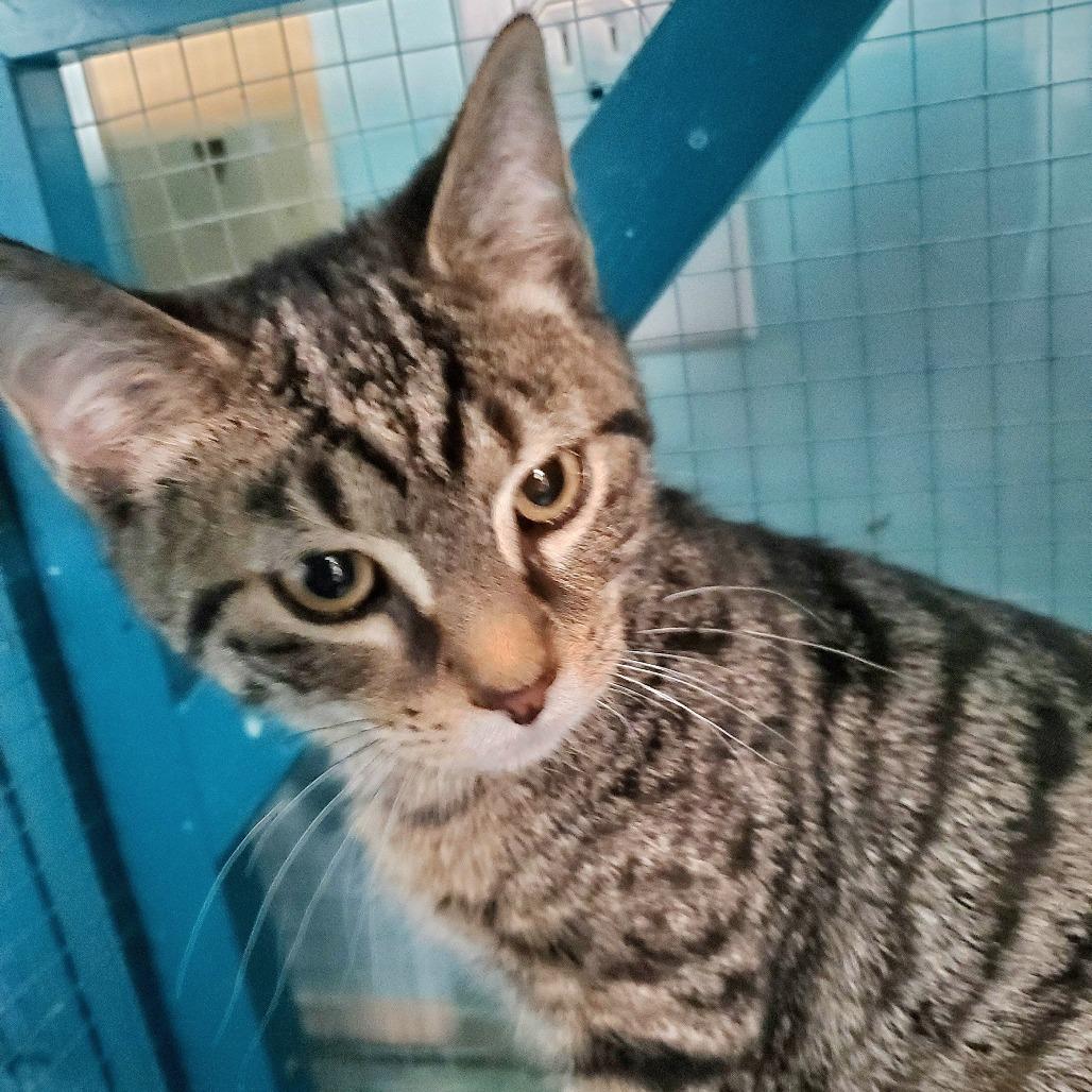 Cosmo, Adoptable, Kitten Male Domestic Short Hair.