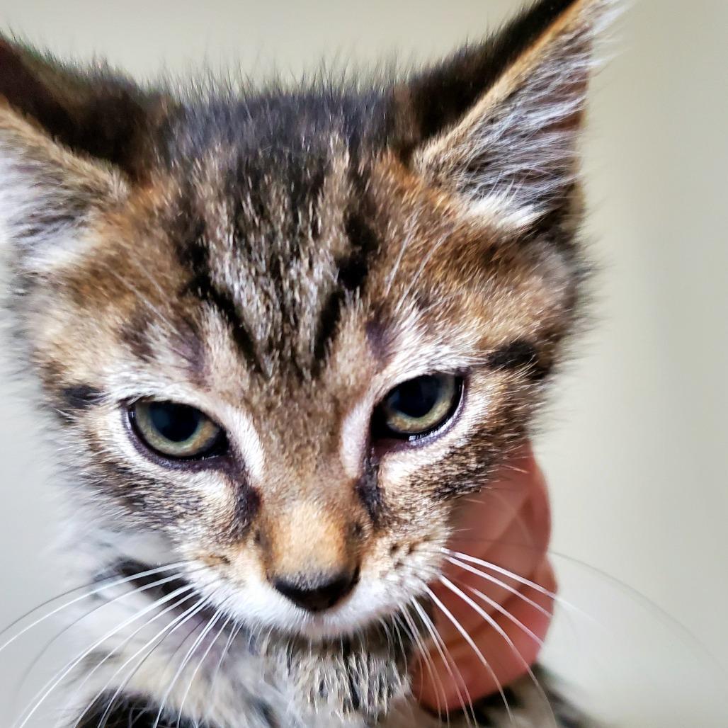 Enlarge Cosmo, a Adoptable Domestic Short Hair in PITTSBURGH, PA image 2/2