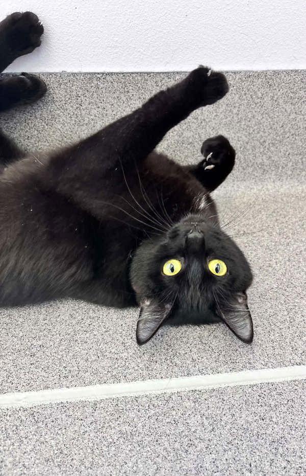 Posey, Adoptable, Young Female Domestic Short Hair.