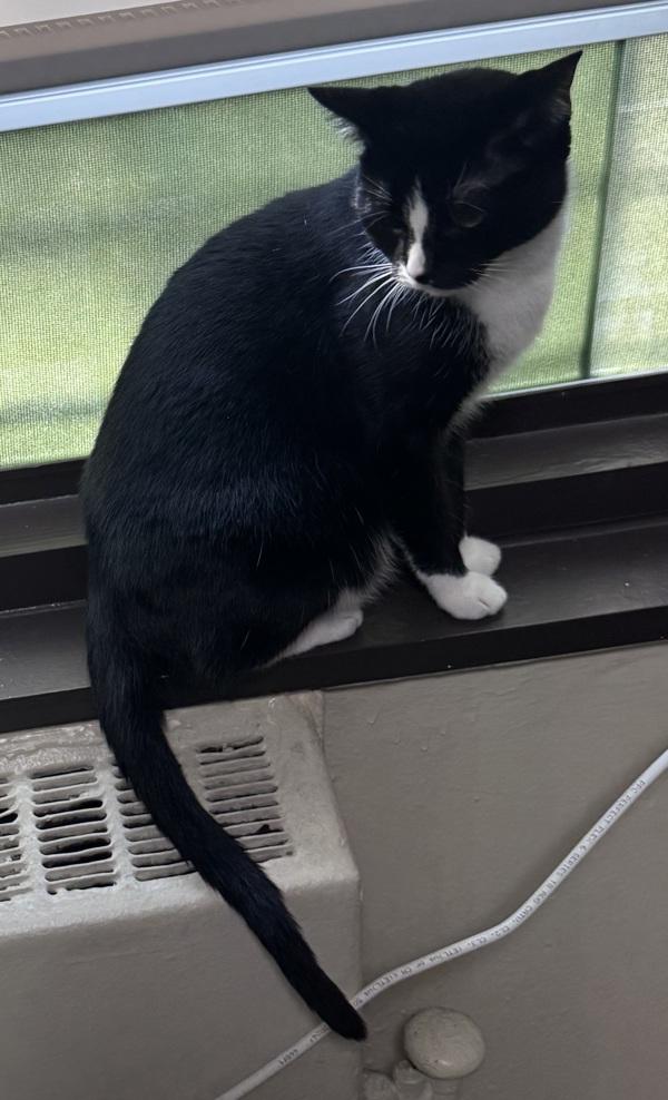 Luna, Adoptable, Adult Female Domestic Short Hair.