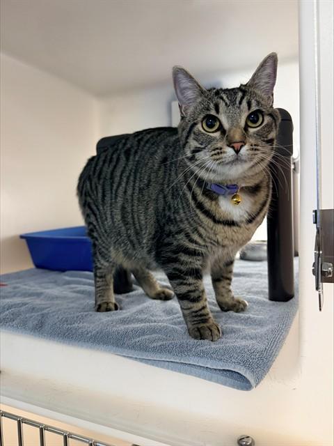 Enlarge CECE, a Adoptable Domestic Short Hair in Statesville, NC image 1/1