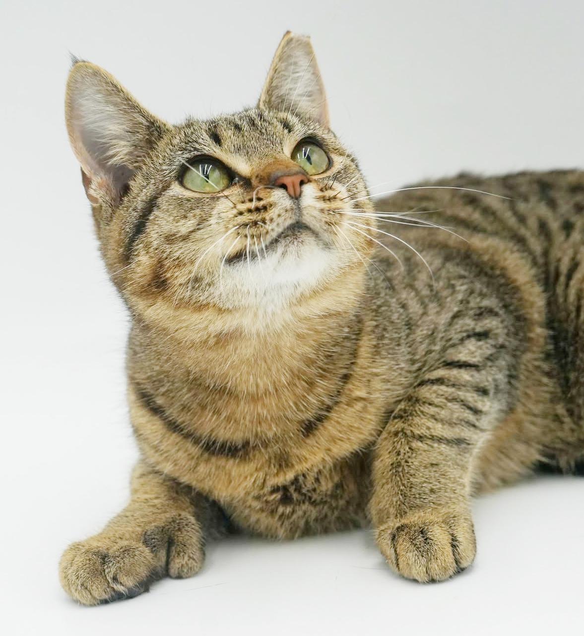 Mouse - she's POLYDACTYL WOW!  Huge feet xtra toes and SO LOVING!   VIDEO