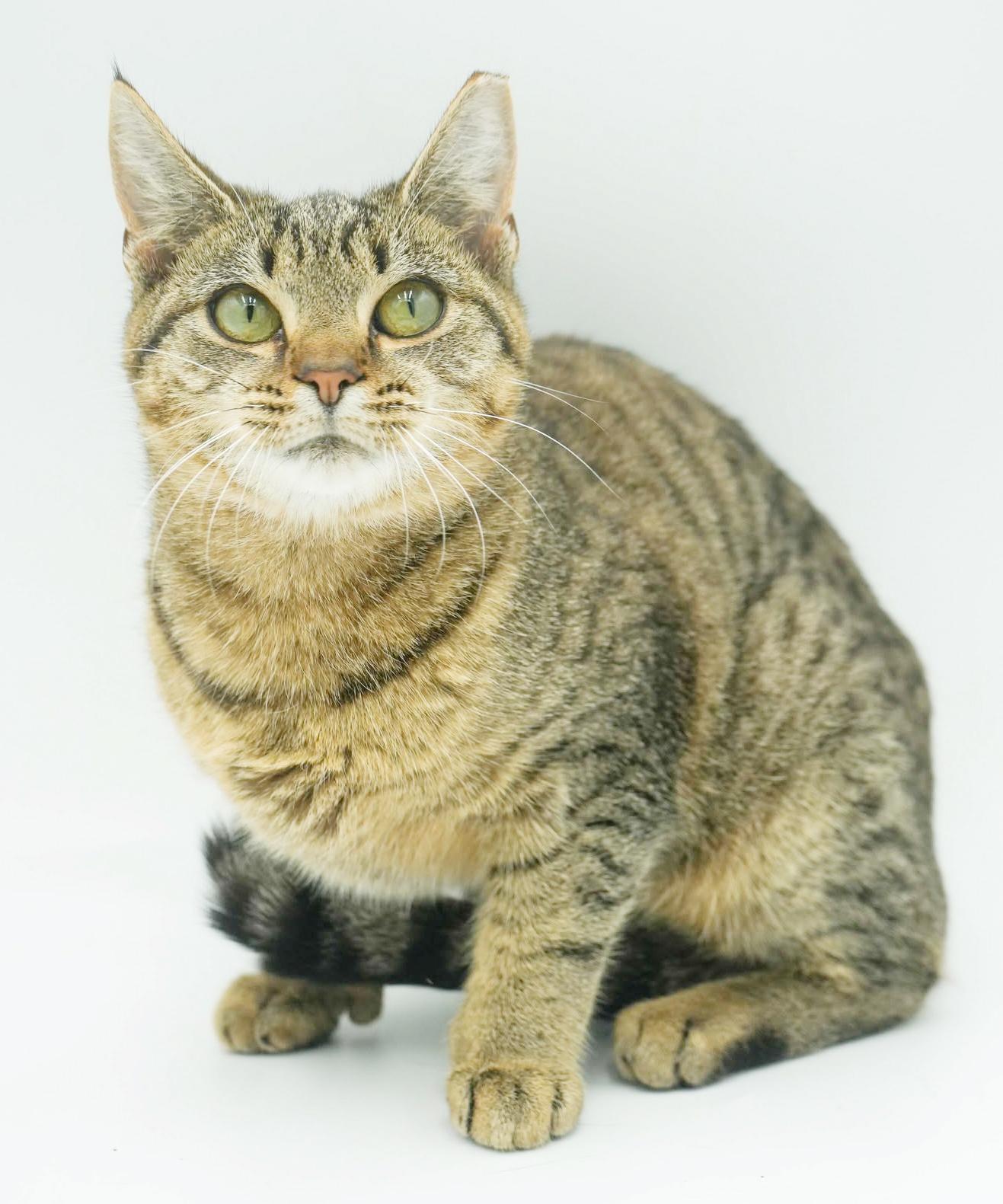 Mouse - she's POLYDACTYL WOW!  Huge feet xtra toes and SO LOVING!   VIDEO