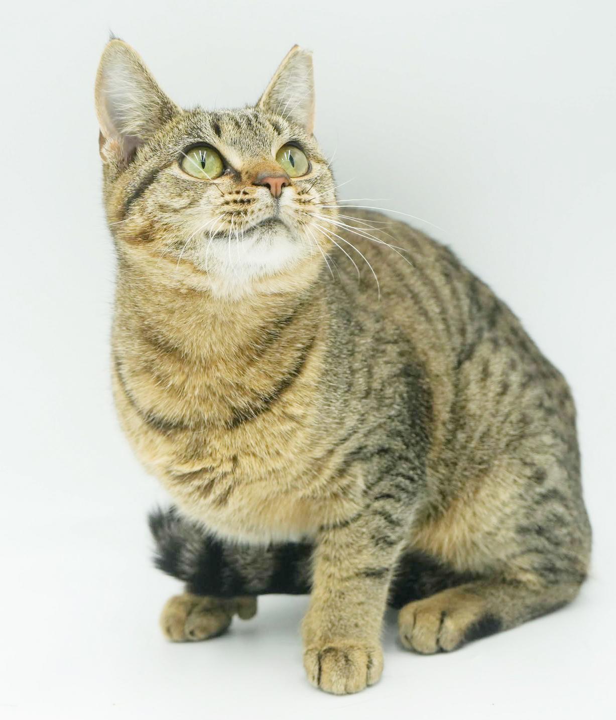 Mouse - she's POLYDACTYL WOW!  Huge feet xtra toes and SO LOVING!   VIDEO