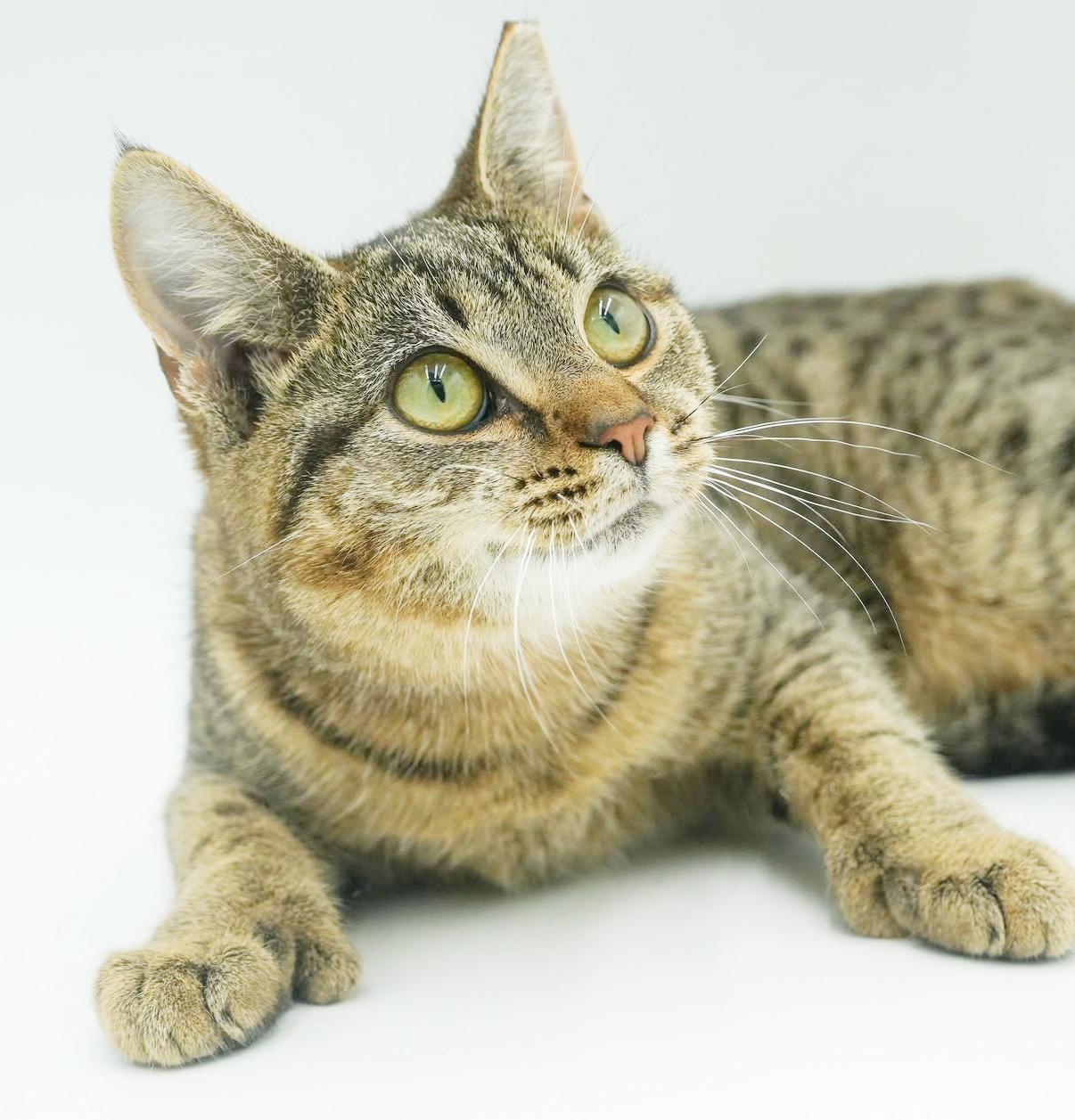 Mouse - she's POLYDACTYL WOW!  Huge feet xtra toes and SO LOVING!   VIDEO