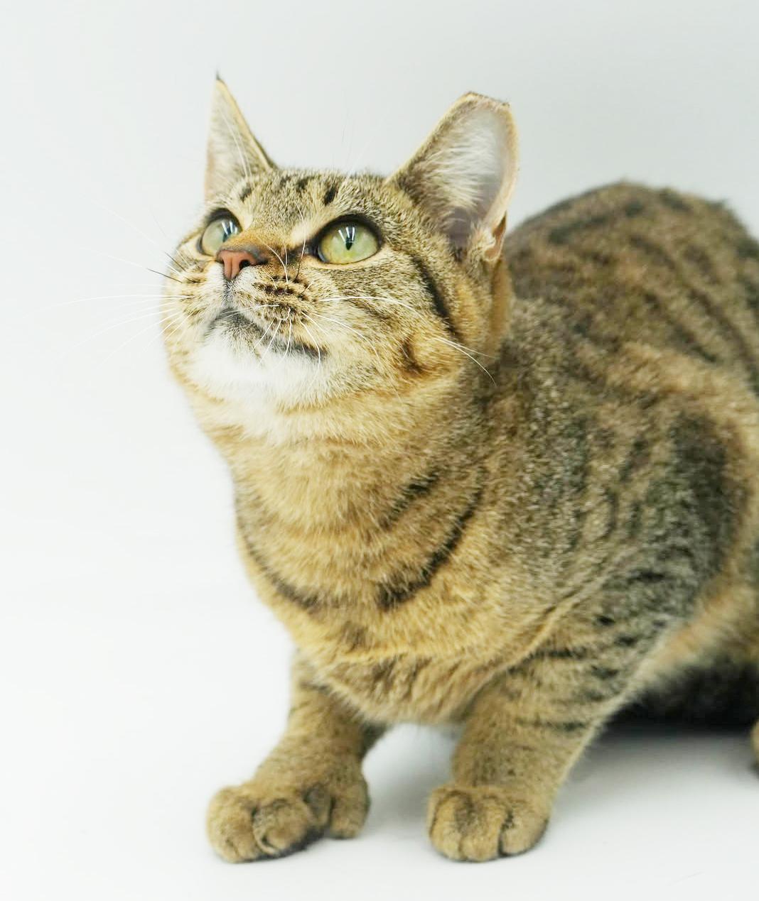 Mouse - she's POLYDACTYL WOW!  Huge feet xtra toes and SO LOVING!   VIDEO