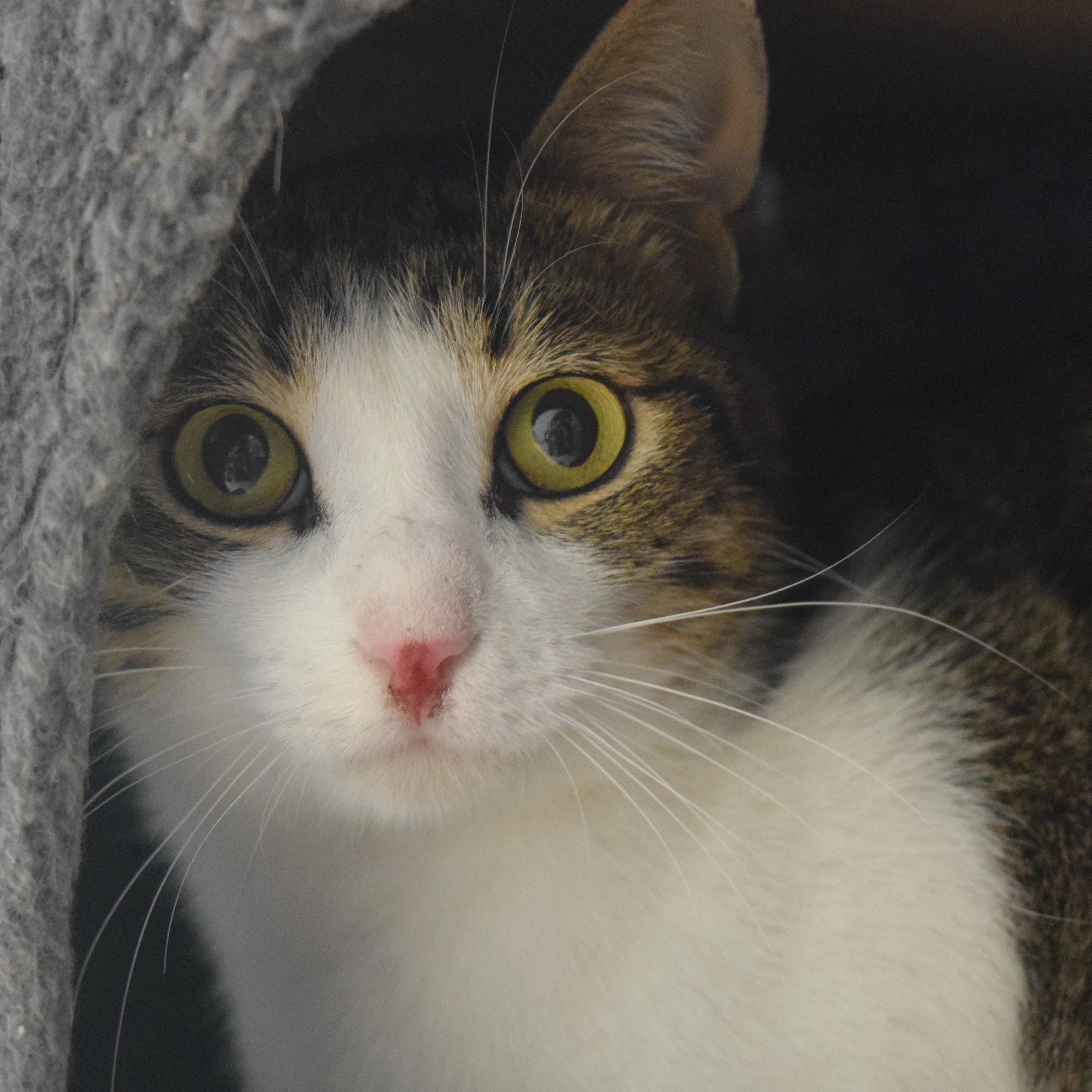 Enlarge Apollo, a Adoptable mixed breed in Bulverde, TX image 4/6