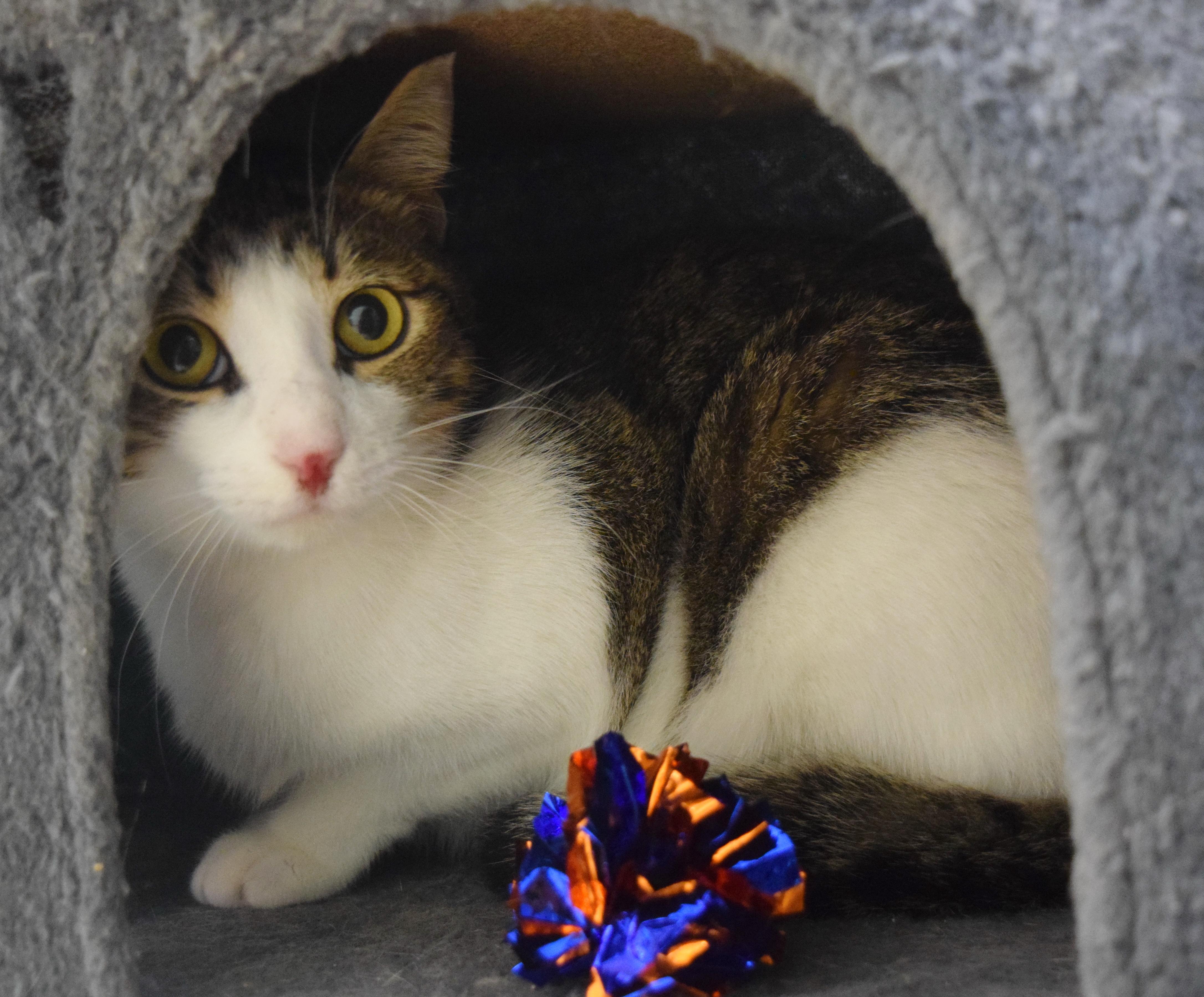 Enlarge Apollo, a Adoptable mixed breed in Bulverde, TX image 5/6