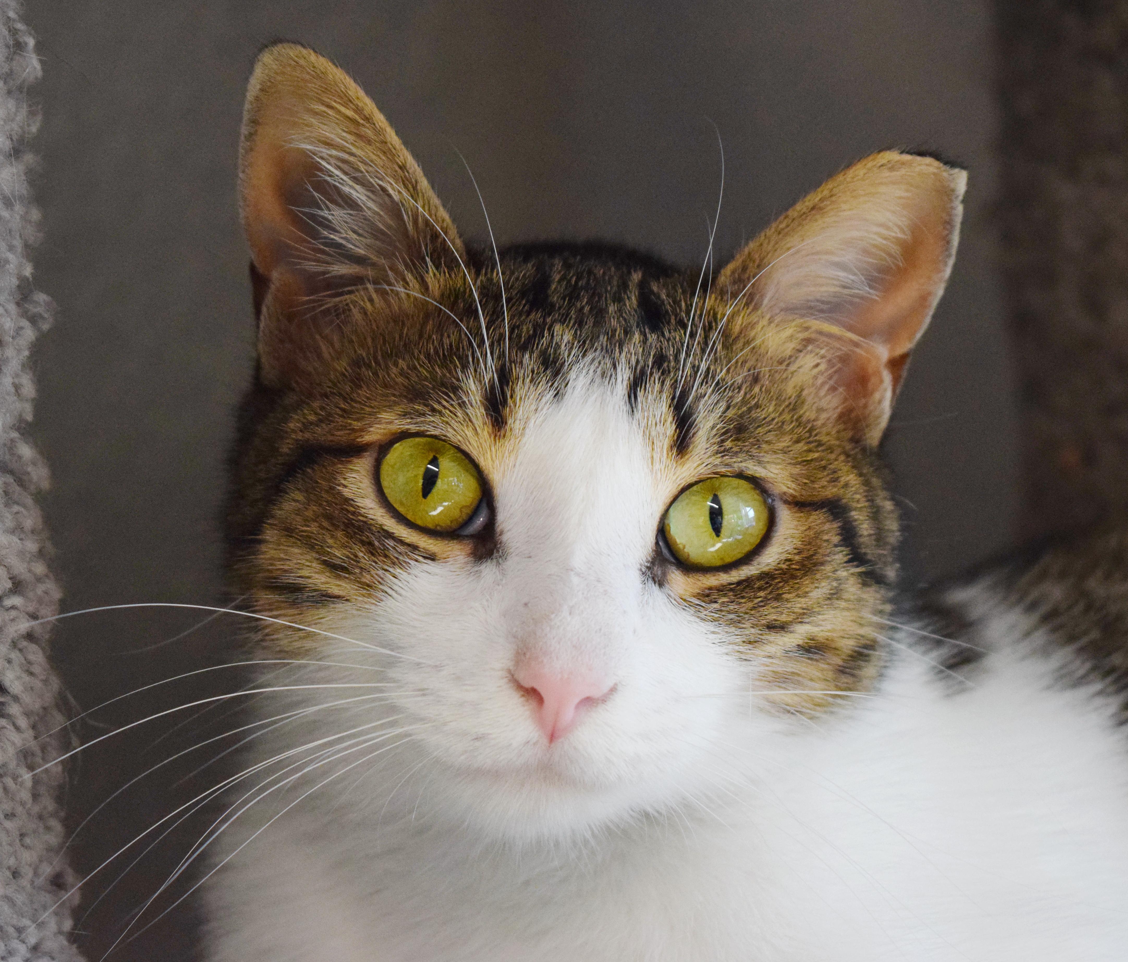 Apollo, Adoptable, Young Male Domestic Medium Hair.