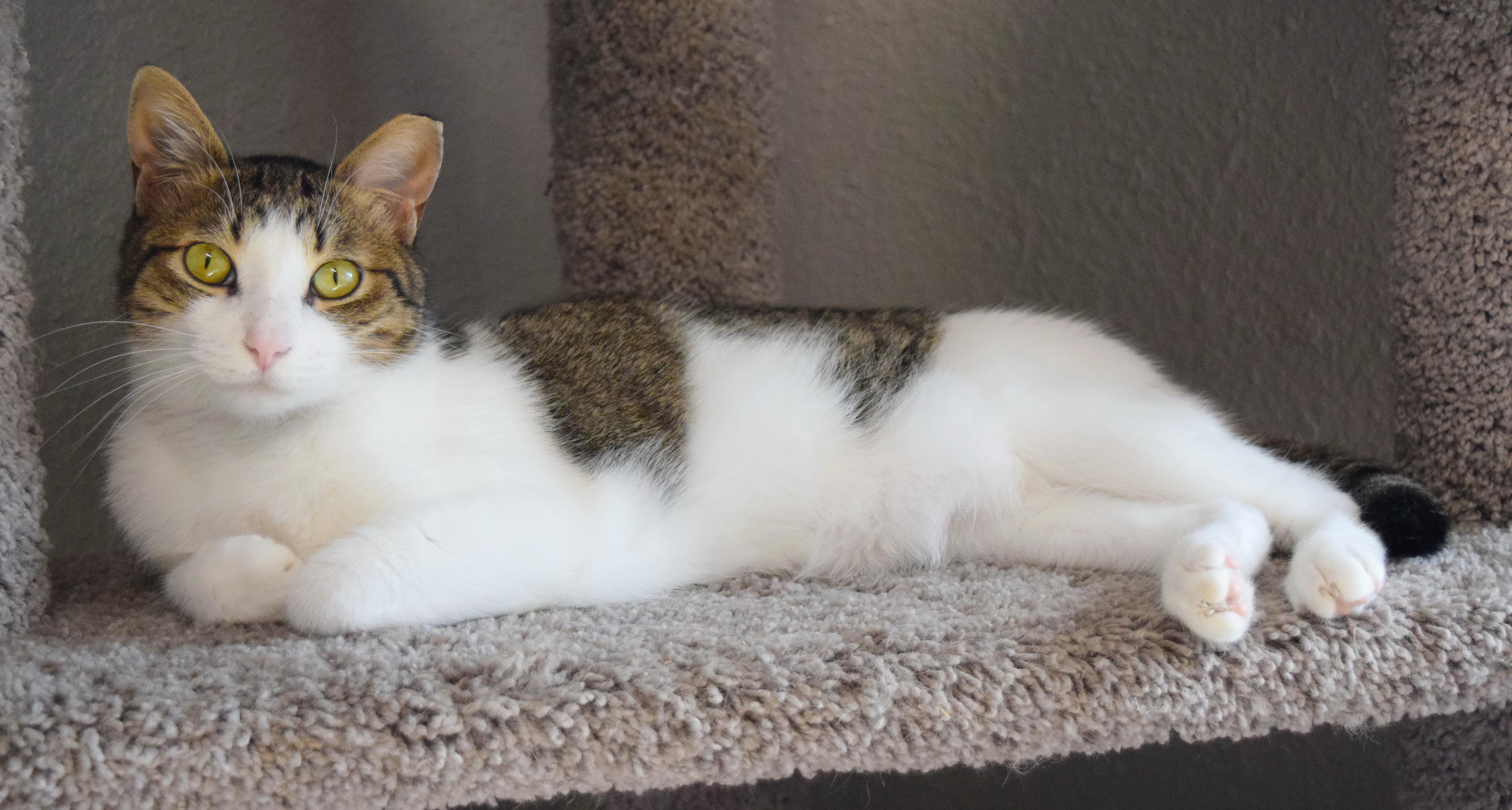 Enlarge Apollo, a Adoptable mixed breed in Bulverde, TX image 2/6