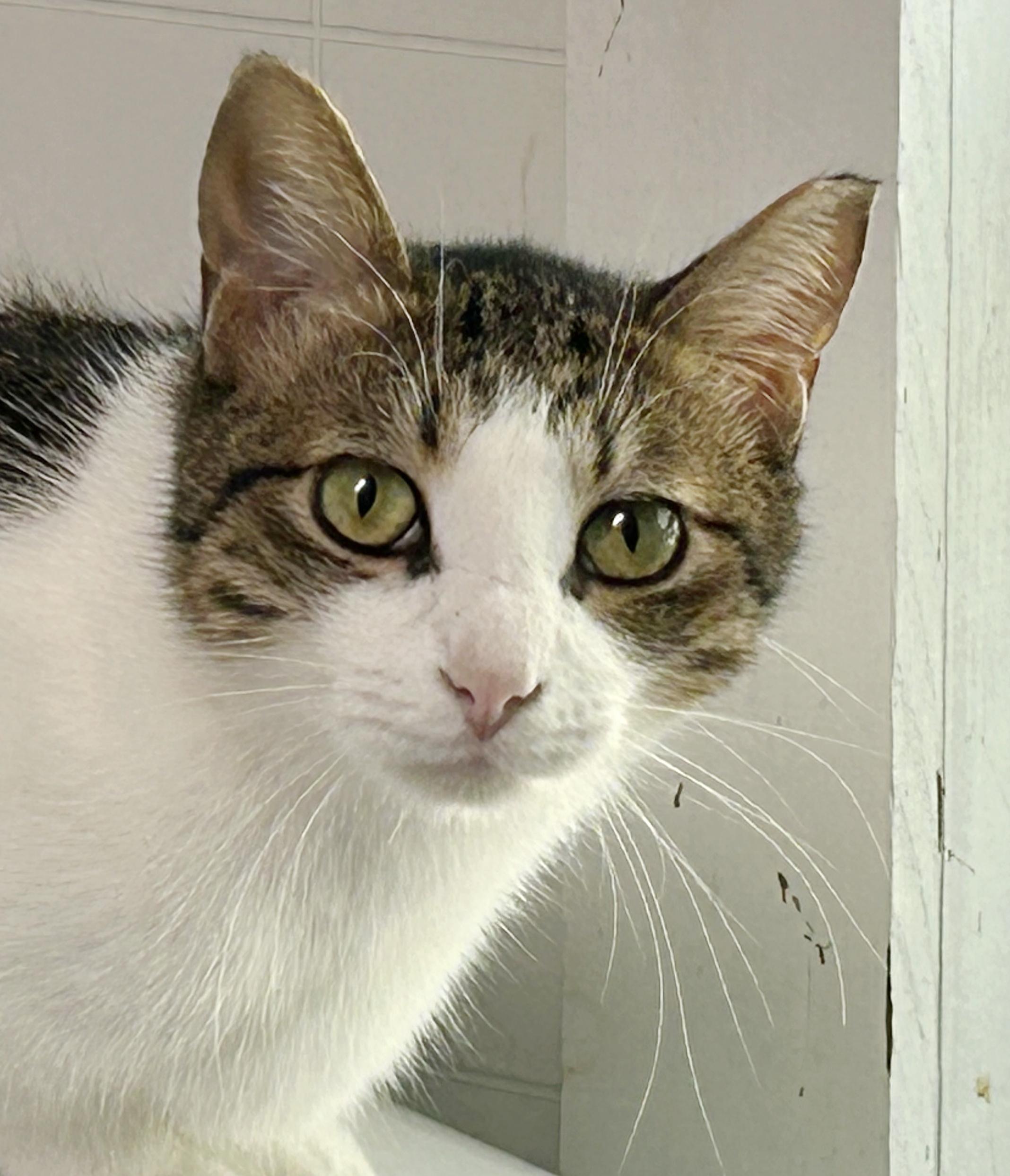 Enlarge Apollo, a Adoptable mixed breed in Bulverde, TX image 1/6