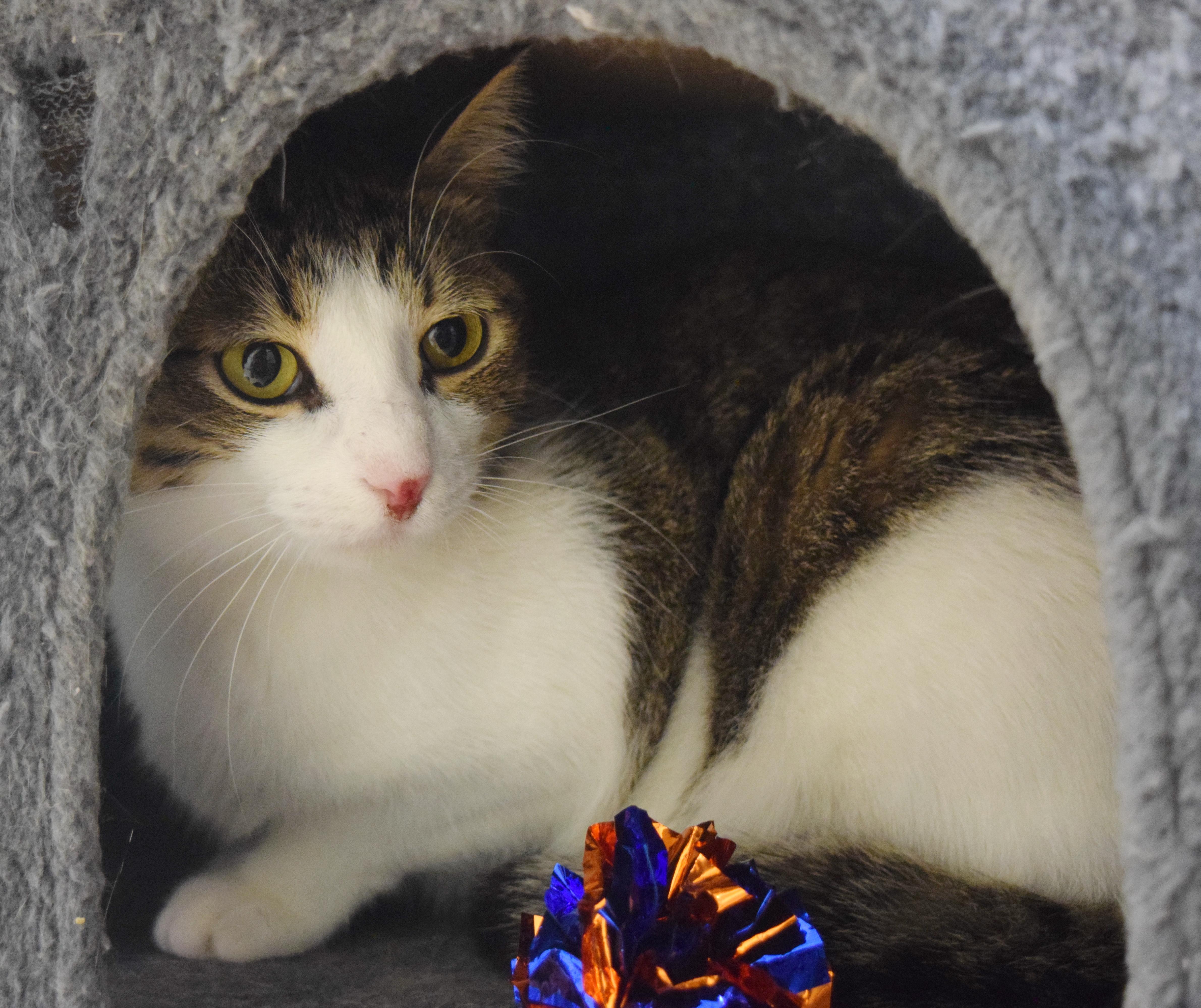 Enlarge Apollo, a Adoptable mixed breed in Bulverde, TX image 3/6