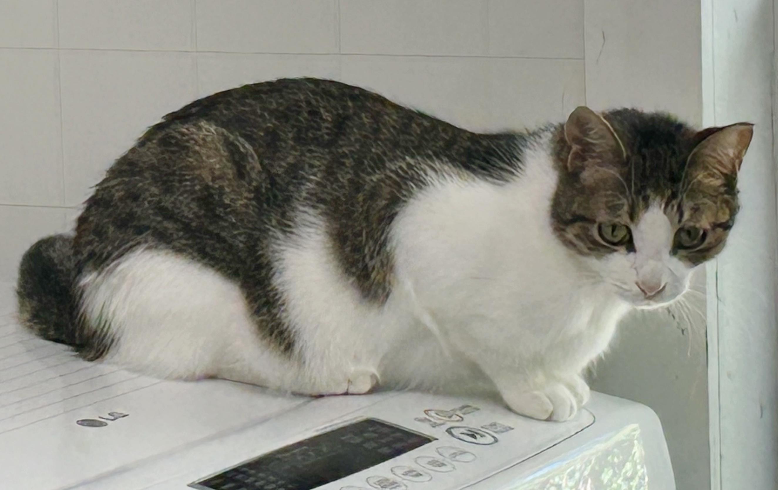 Enlarge Apollo, a Adoptable mixed breed in Bulverde, TX image 6/6