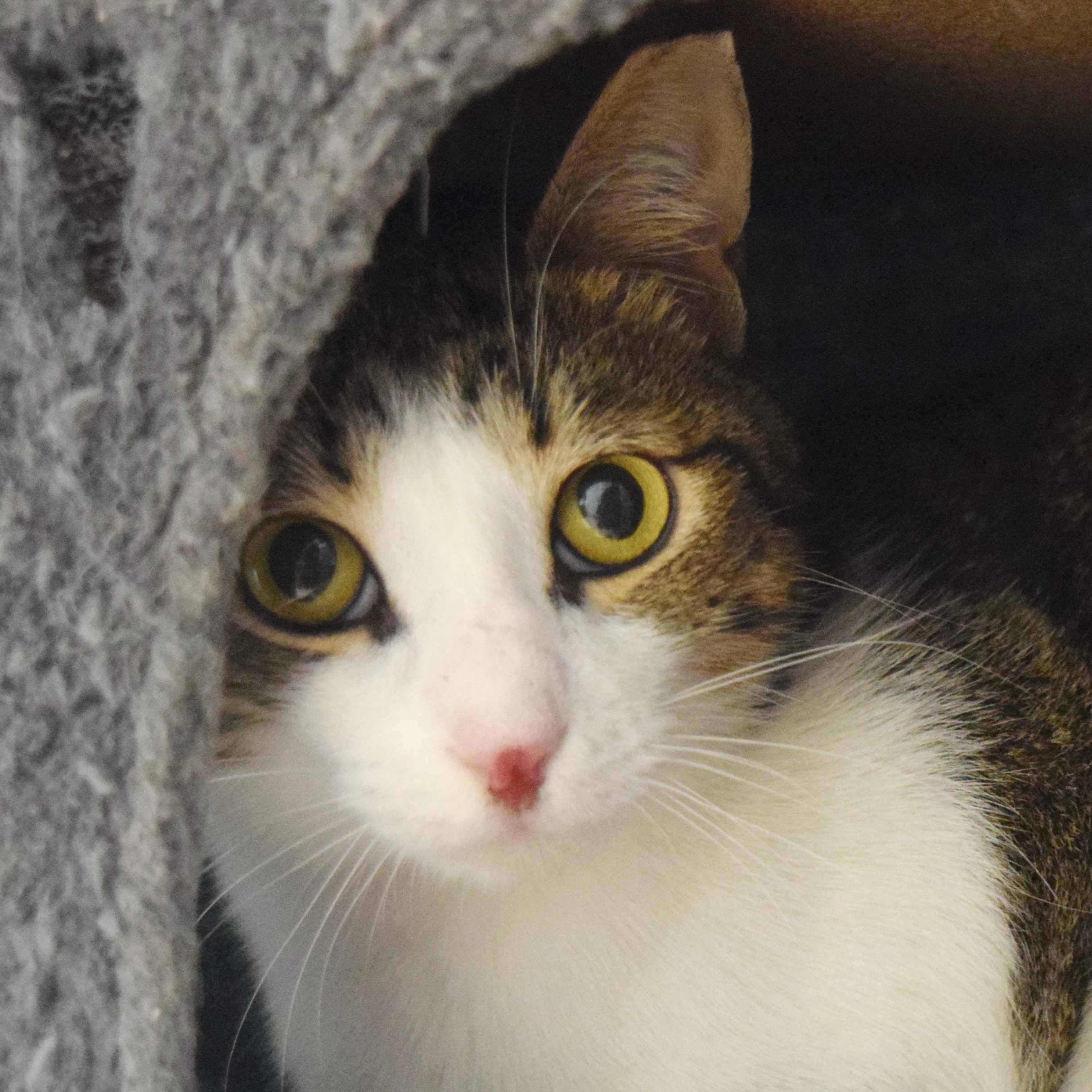 Enlarge Apollo, a Adoptable mixed breed in Bulverde, TX image 2/6