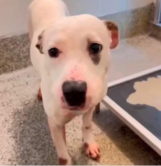 Rein, Adoptable, Adult Female Pit Bull Terrier.