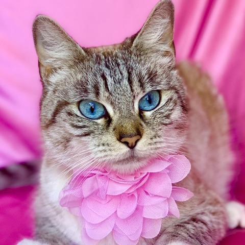 STRAWBERRY, a Adoptable Siamese in Rowland Heights, CA image 2/2