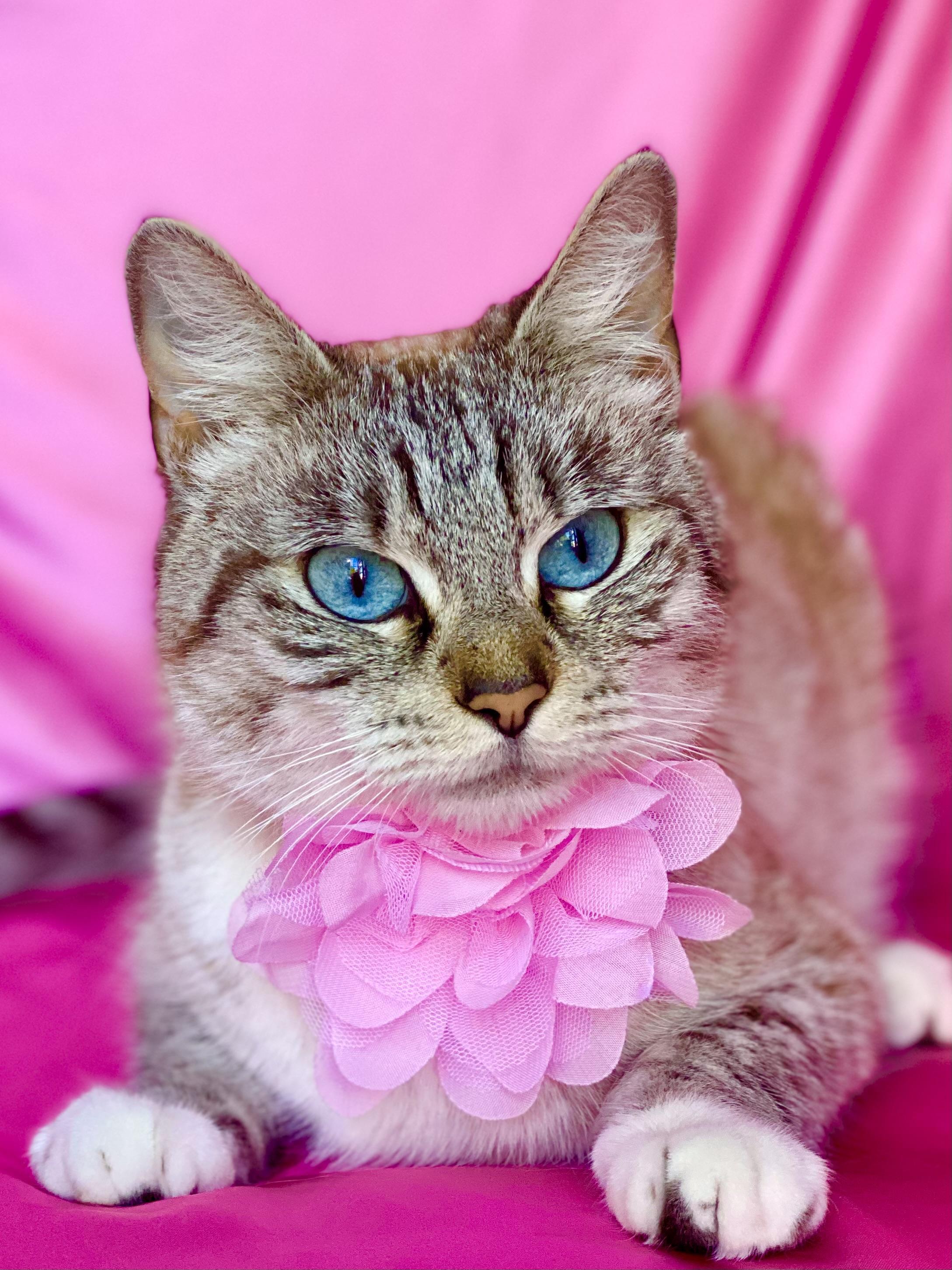 STRAWBERRY, a Adoptable Siamese in Rowland Heights, CA image 1/2