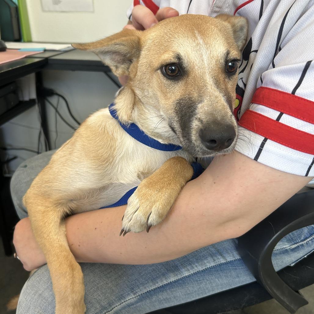 Enlarge Sugar, a Adoptable mixed breed in Pullman, WA image 1/5