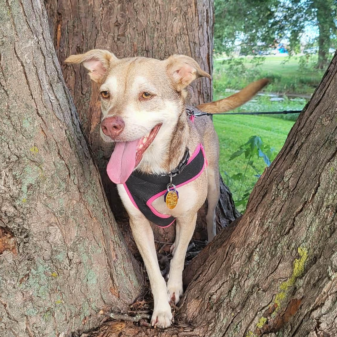 Enlarge Mama Bear (Updated), a Adoptable mixed breed in Windsor, ON image 5/5