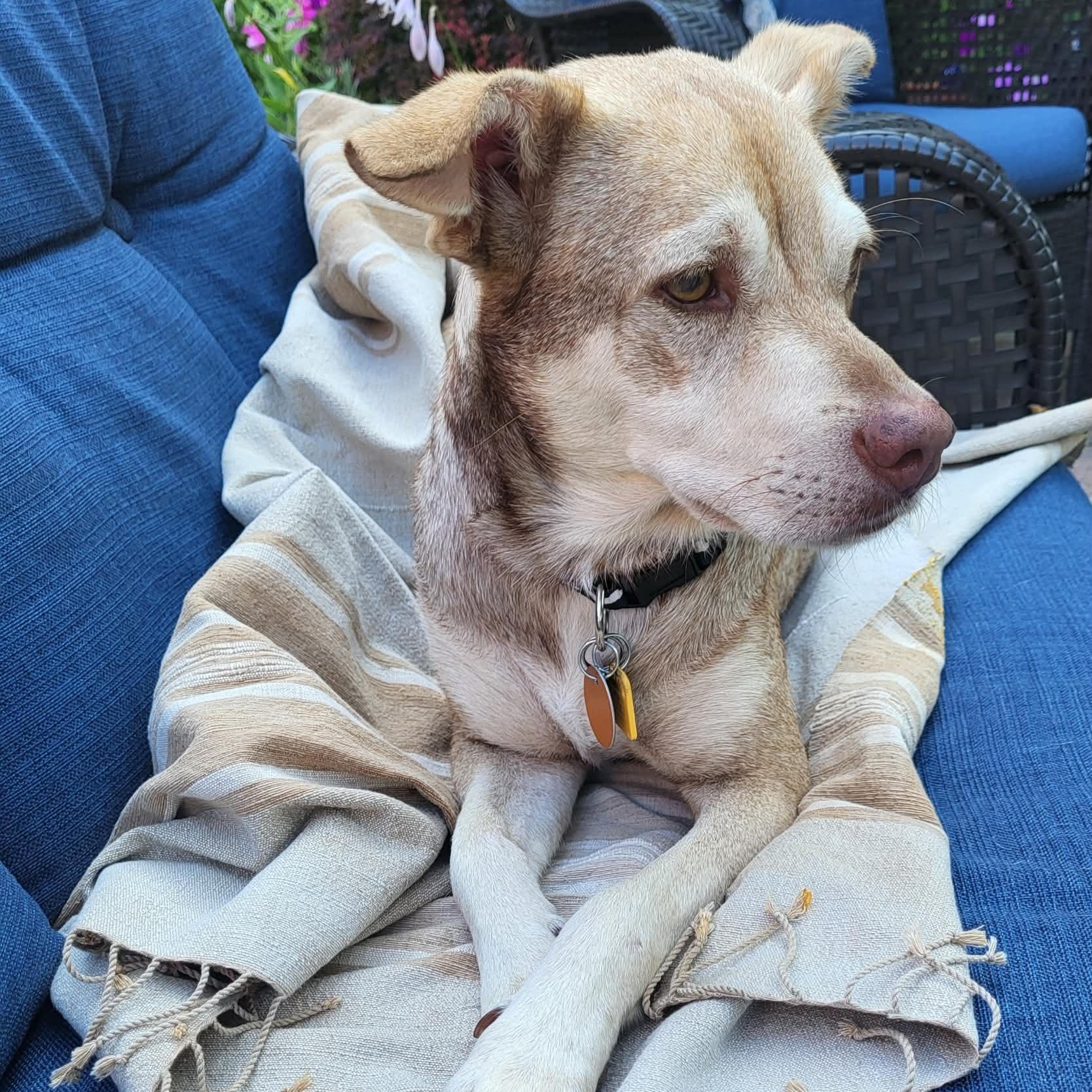 Enlarge Mama Bear (Updated), a Adoptable mixed breed in Windsor, ON image 3/5