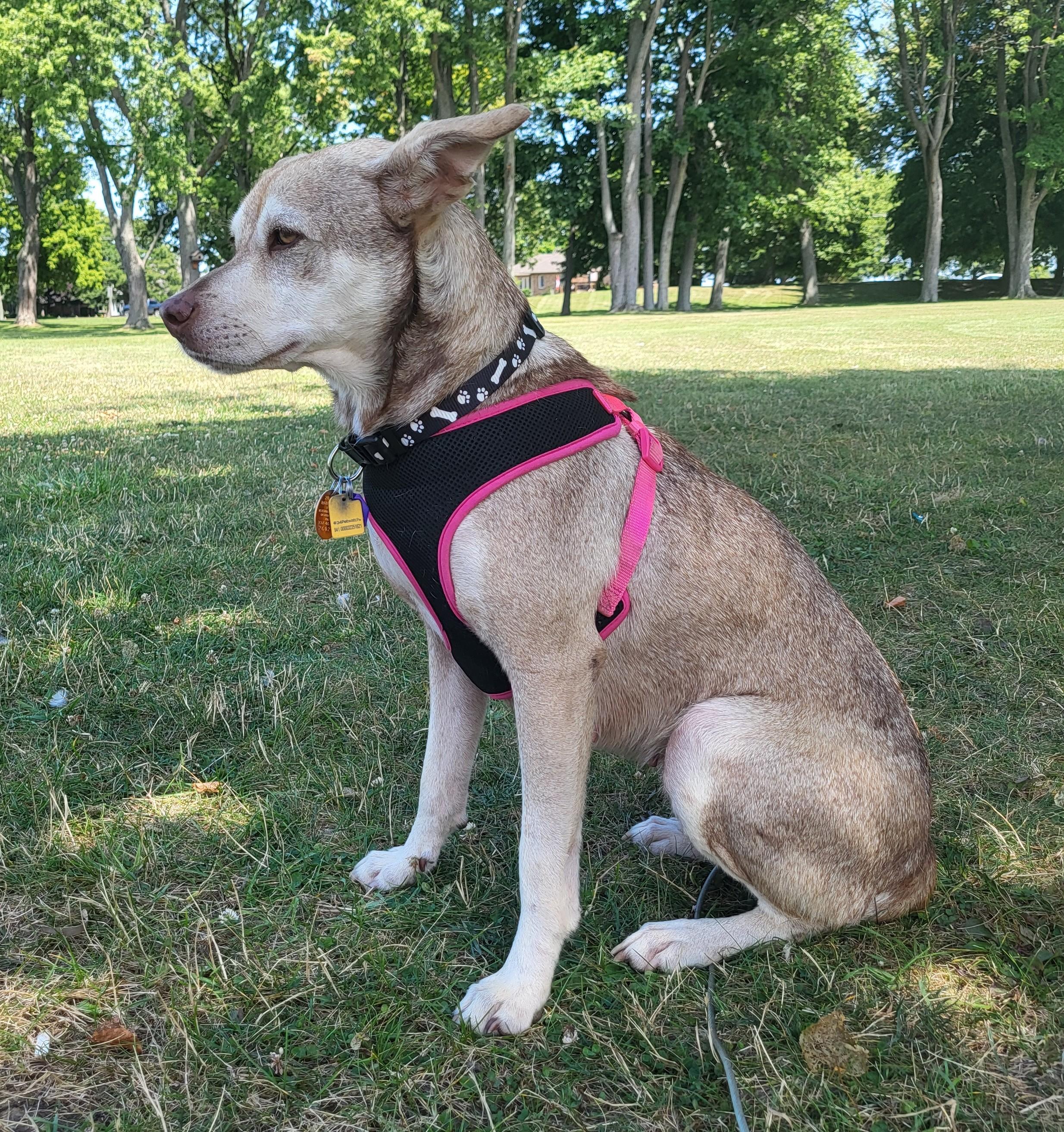 Enlarge Mama Bear (Updated), a Adoptable mixed breed in Windsor, ON image 4/5