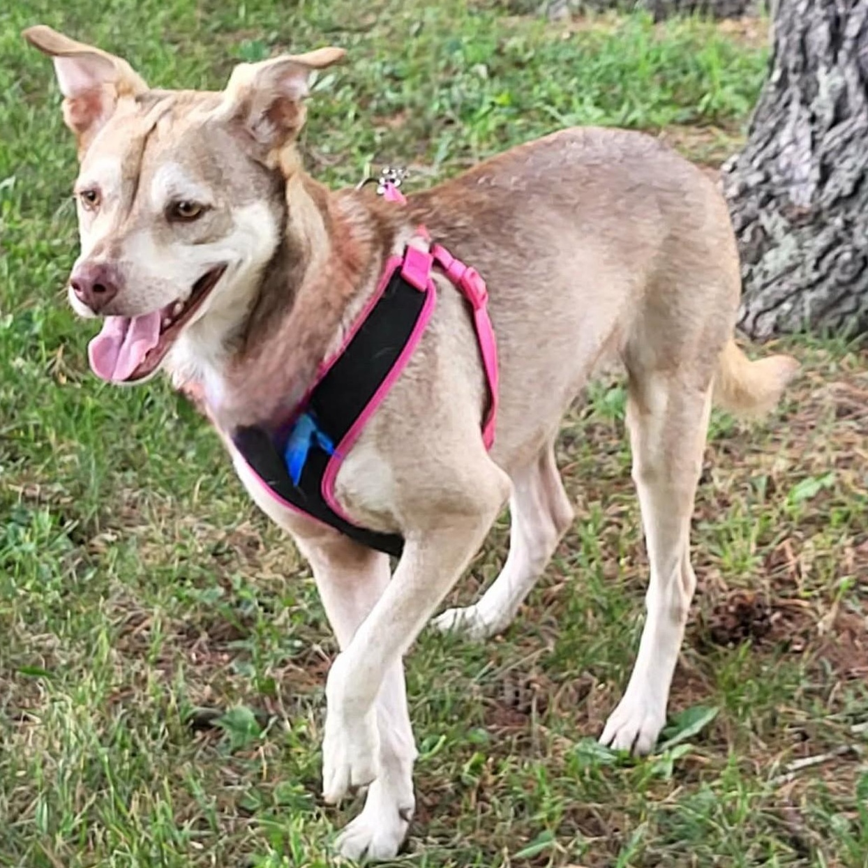 Mama Bear (Updated), Adoptable, Adult Female Terrier.