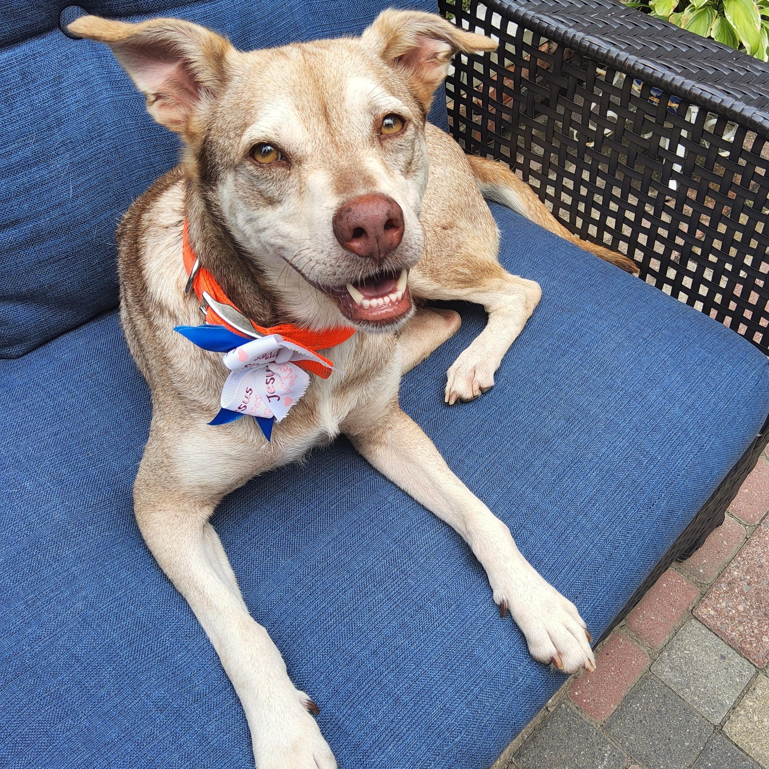 Enlarge Mama Bear (Updated), a Adoptable mixed breed in Windsor, ON image 2/5