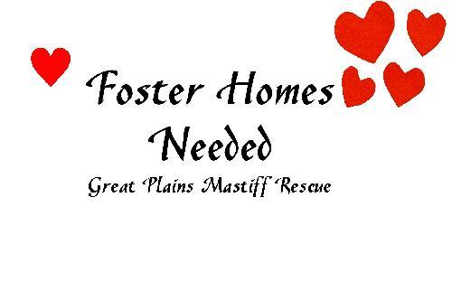 FOSTERS NEEDED, a Adoptable Mastiff in Edmond, OK image 1/4