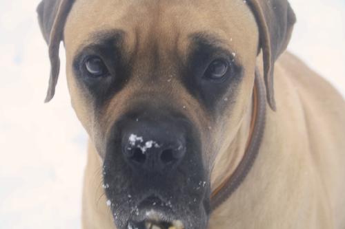 FOSTERS NEEDED, a Adoptable Mastiff in Edmond, OK image 2/4