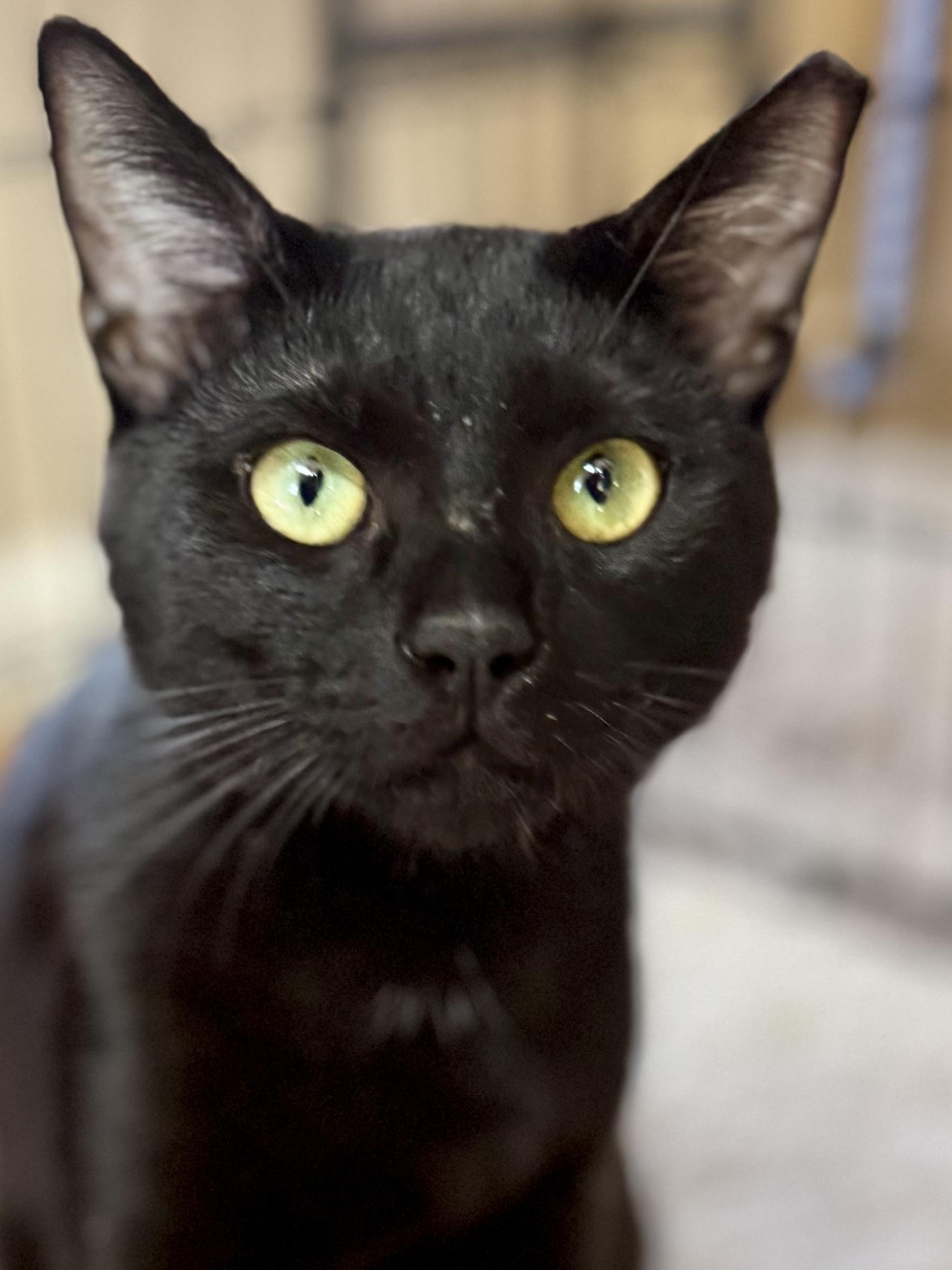 Enlarge Mozzie (outgoing / loud purr / curious), a ADOPTABLE mixed breed in San Jose, CA image 3/3