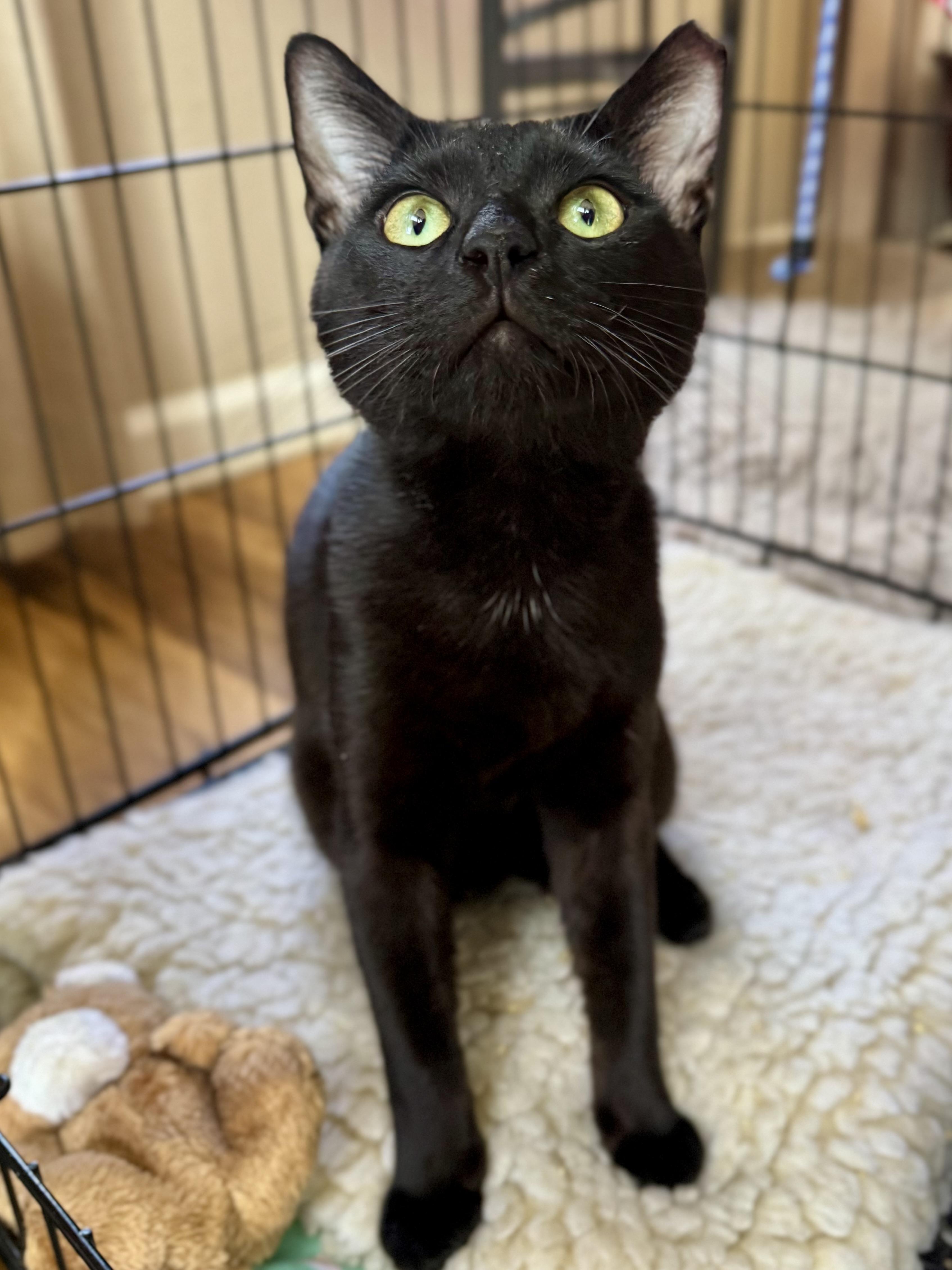 Enlarge Mozzie (outgoing / loud purr / curious), a ADOPTABLE mixed breed in San Jose, CA image 2/3