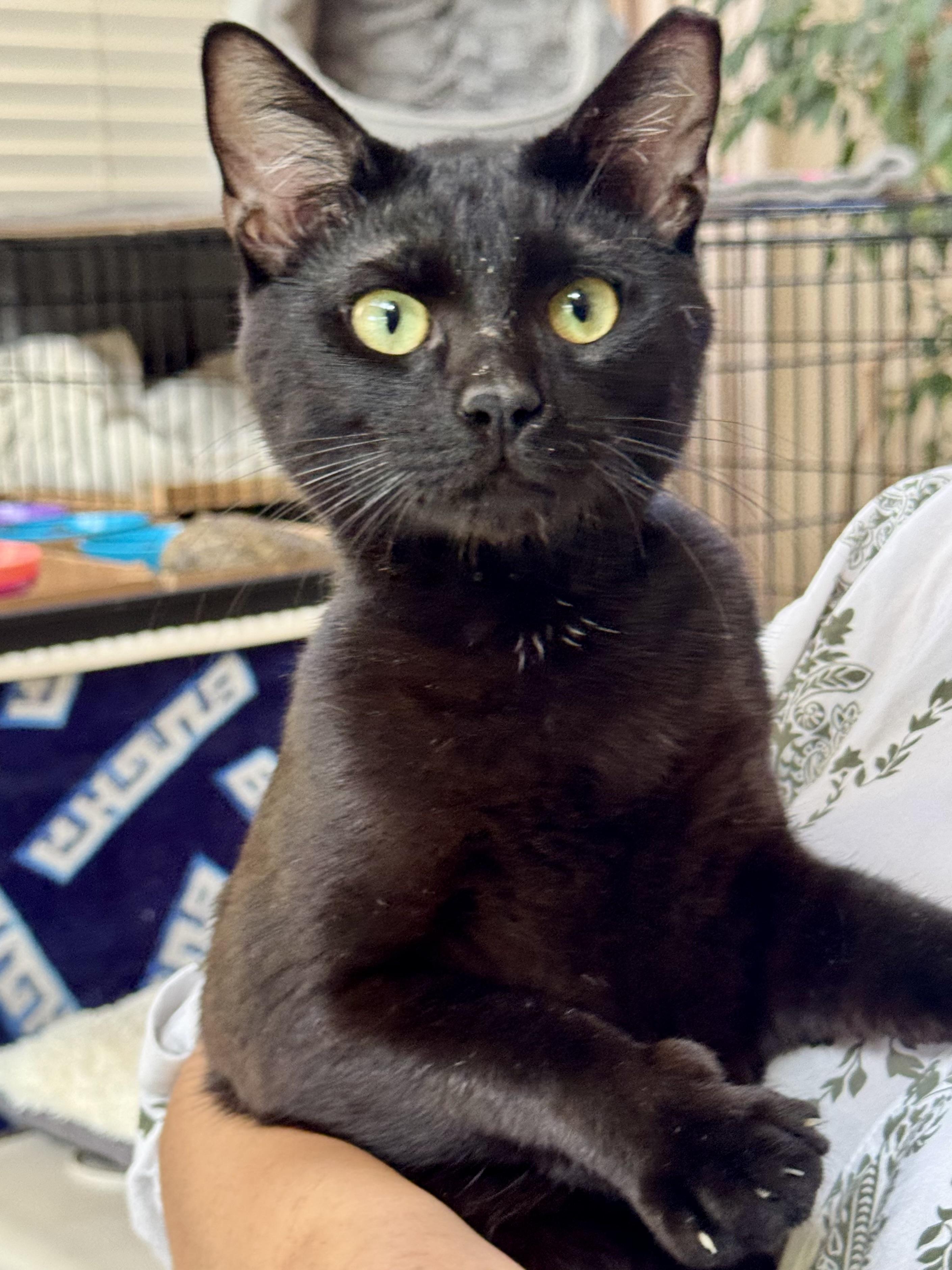 Mozzie (outgoing / loud purr / curious), ADOPTABLE, Young Male Bombay & Domestic Short Hair.