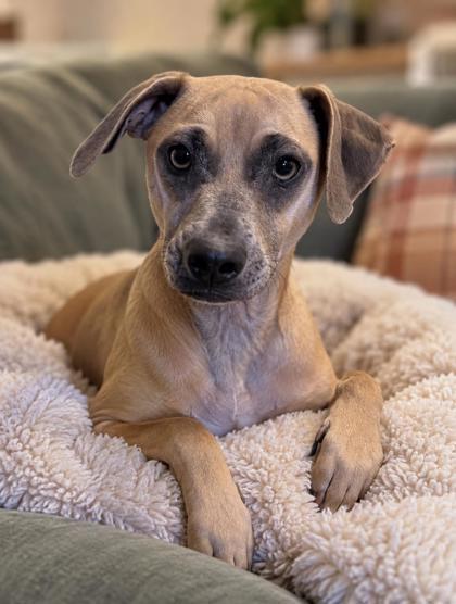 Tristan, Adoptable, Young Male Mixed Breed & Mixed Breed.