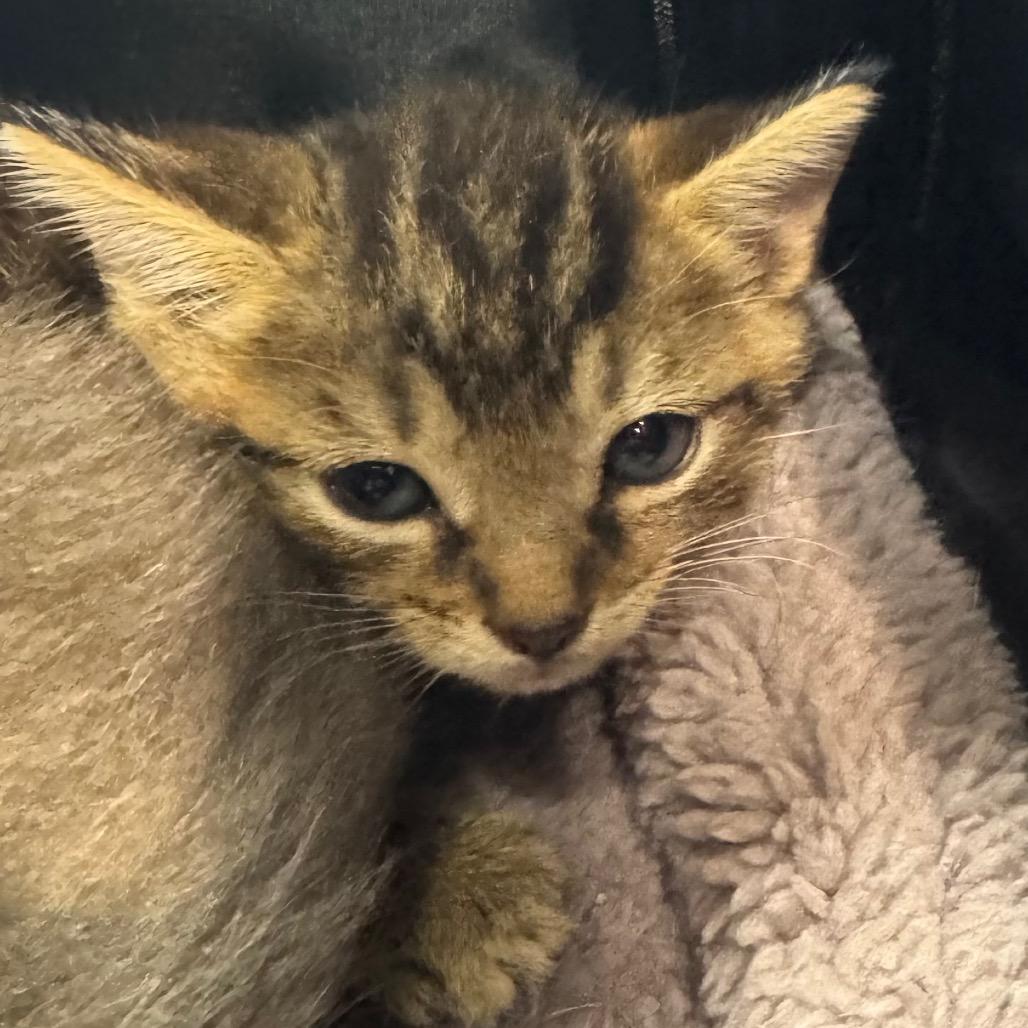 Enlarge Chip, a Adoptable Domestic Short Hair in Winston-Salem, NC image 1/1