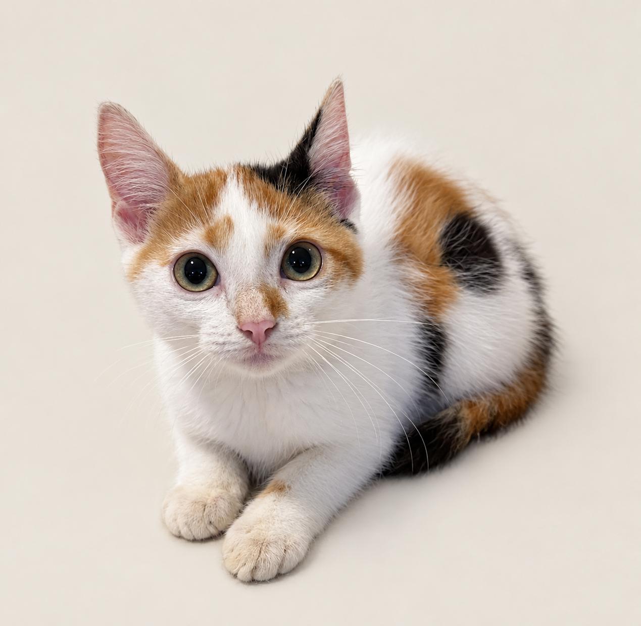 Emley, Adopted, Kitten Female Calico & Domestic Medium Hair.