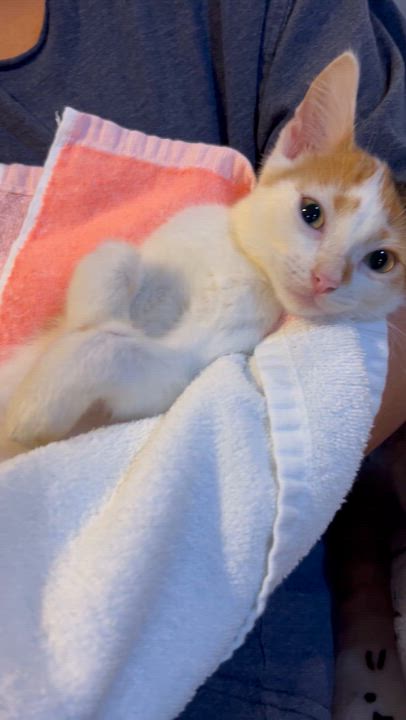 Enlarge Emley, a Adopted mixed breed in Allentown, NJ video 2/2