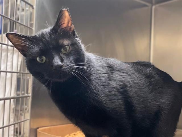 Enlarge MIDNIGHT, a Adoptable Domestic Short Hair in Fort Wayne, IN image 1/1