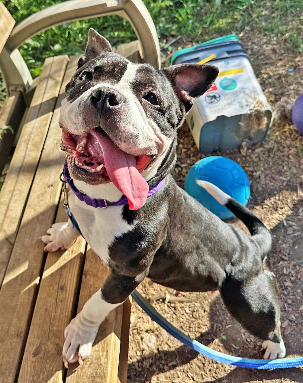 Wanda - pint-sized LOVERGIRL!, a ADOPTABLE Mixed Breed in Oshkosh, WI image 5/6