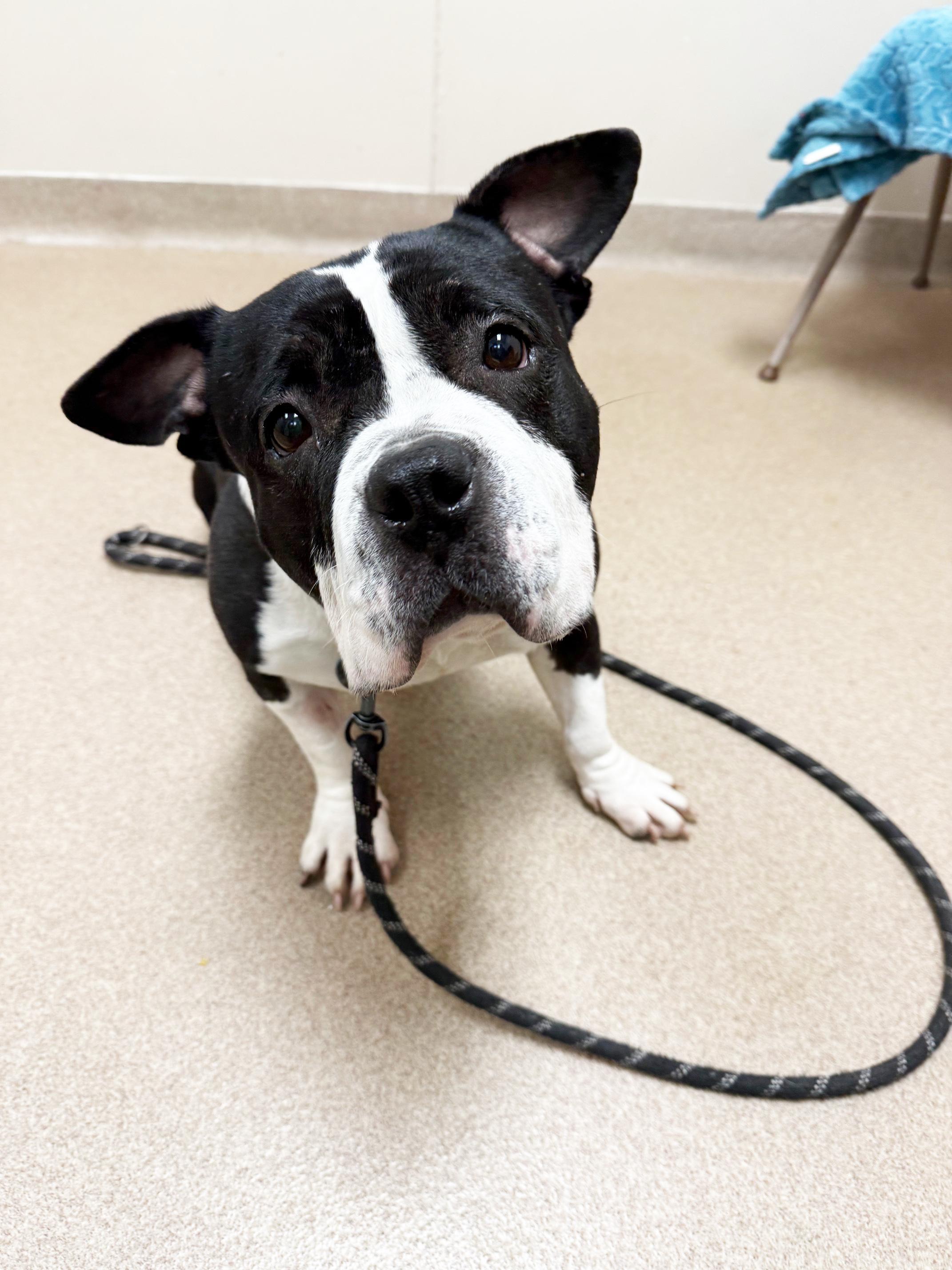 Wanda - pint-sized LOVERGIRL!, a ADOPTABLE Mixed Breed in Oshkosh, WI image 3/6