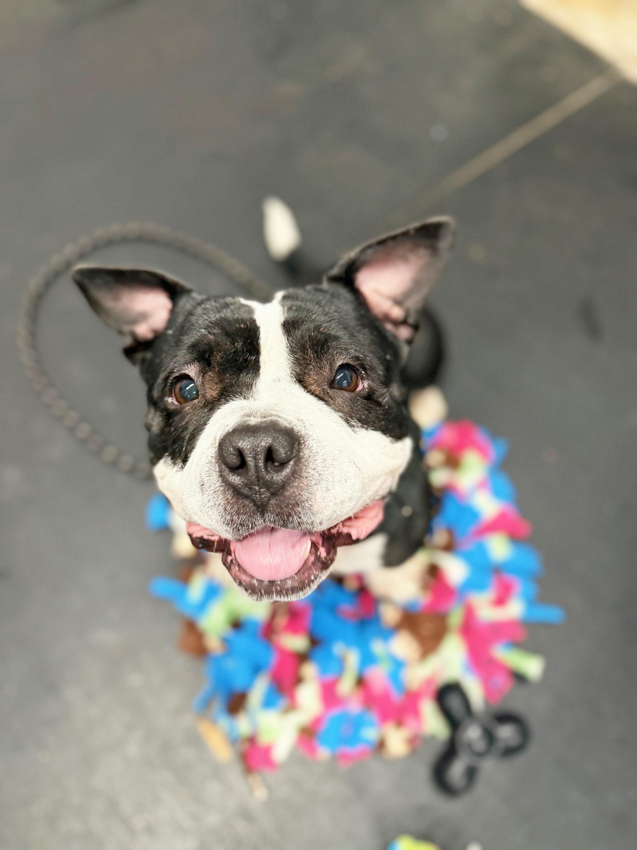 Wanda - pint-sized LOVERGIRL!, a ADOPTABLE Mixed Breed in Oshkosh, WI image 1/6