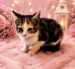 Enlarge Patty, a Adoptable mixed breed in Portsmouth, OH image 5/5