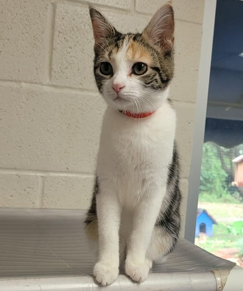 Enlarge Patty, a Adoptable mixed breed in Portsmouth, OH image 3/5