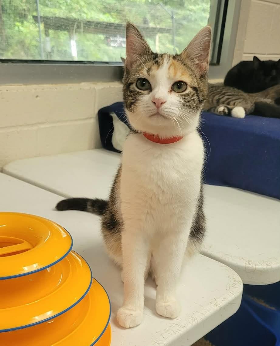 Enlarge Patty, a Adoptable mixed breed in Portsmouth, OH image 1/5
